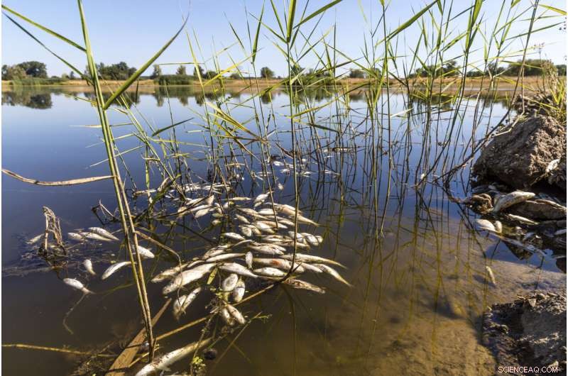 Europe Faces Dual Crisis: Widespread Wildfires and Mass Fish Die-Offs Amid Severe Drought