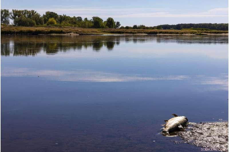 Europe Faces Dual Crisis: Widespread Wildfires and Mass Fish Die-Offs Amid Severe Drought