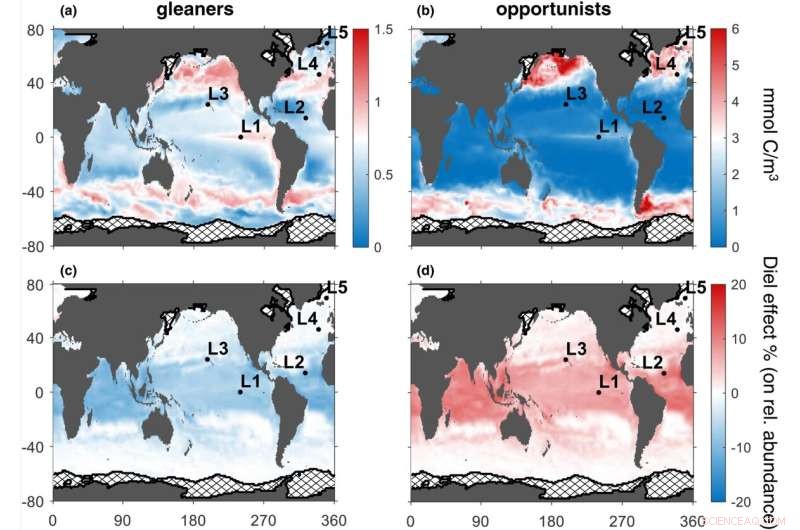 Advanced Ocean Model Illuminates Diel Light Cycle s Impact on Global Phytoplankton Dynamics