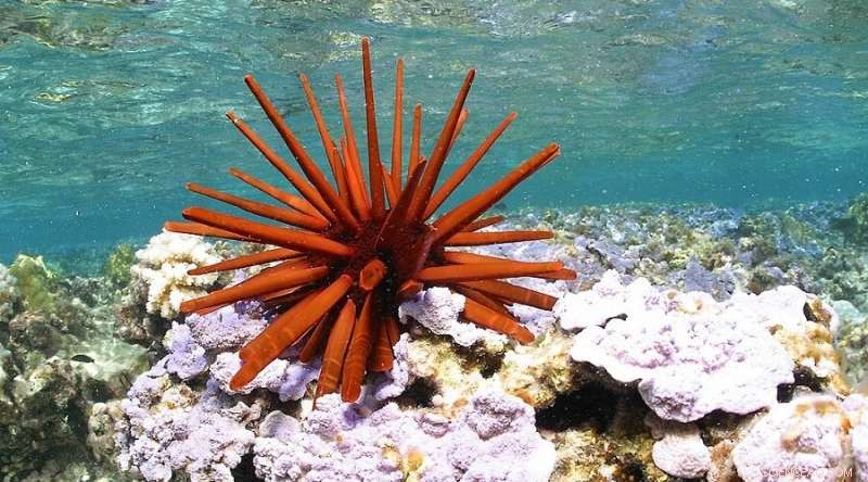 Local Stakeholder Involvement Crucial for Assessing Marine Protected Area Protection Levels