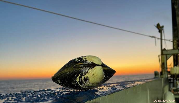 Rapid Gulf of Maine Warming Reverses 900-Year Cooling Trend