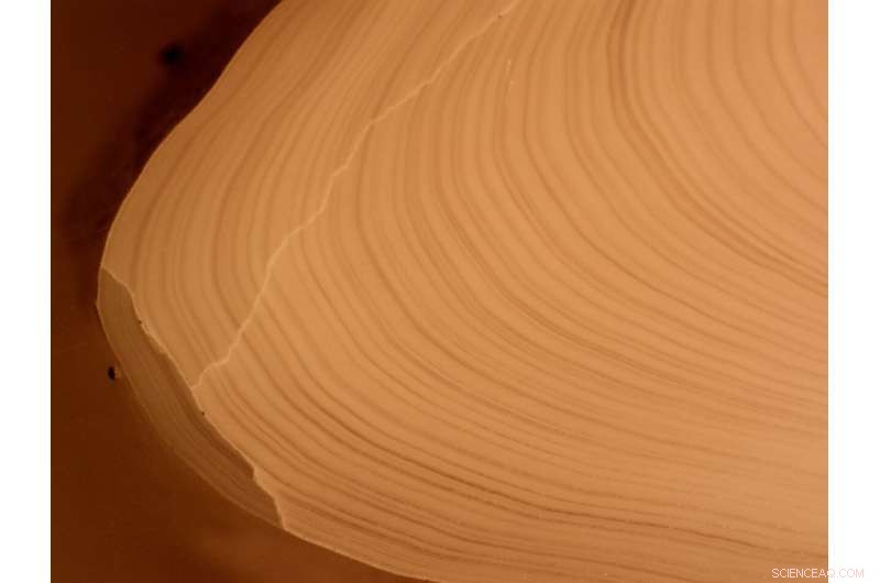 Rapid Gulf of Maine Warming Reverses 900-Year Cooling Trend