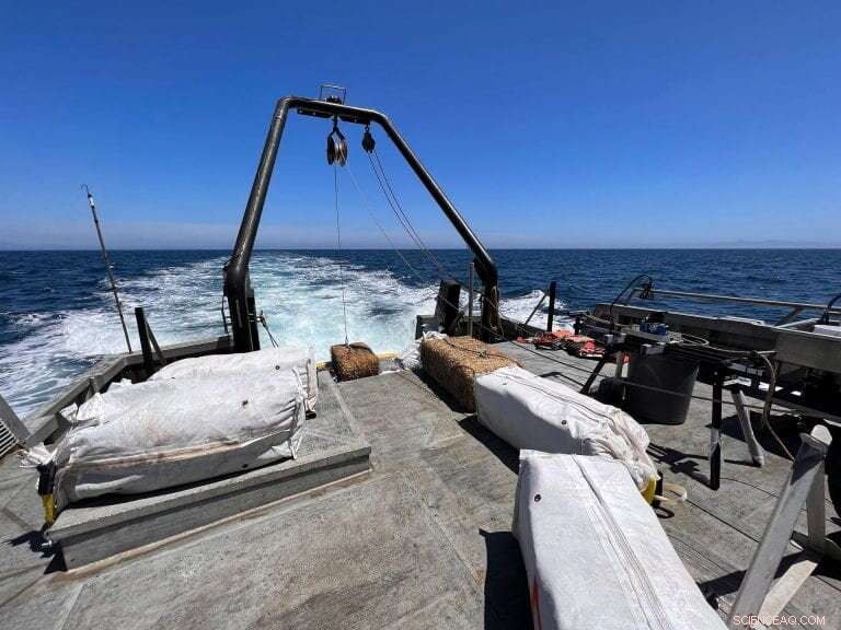 Plant-Based Climate Solutions: Outperforming Industrial CO₂ Capture