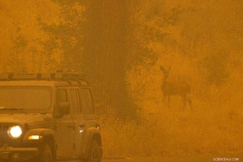 McKinney Fire Claims Two Lives: California s Largest Wildfire of 2022