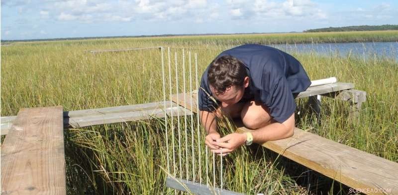 Why Tidal Marshes Rely on Keeping Global Warming Below 1.5°C