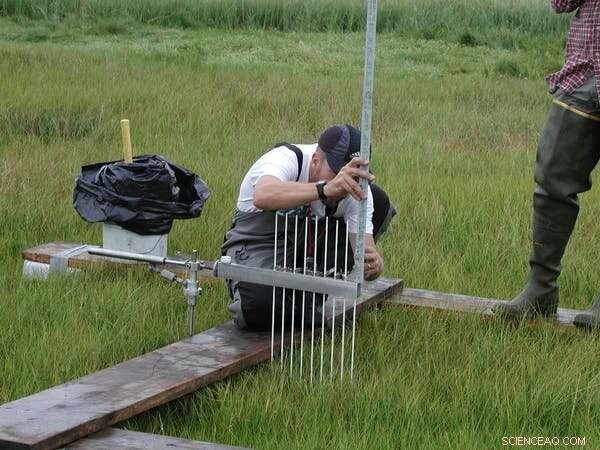 Why Tidal Marshes Rely on Keeping Global Warming Below 1.5°C