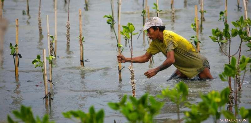 Why Coastal Habitat Restoration Can t Offset Carbon Emissions: A Climate Reality Check