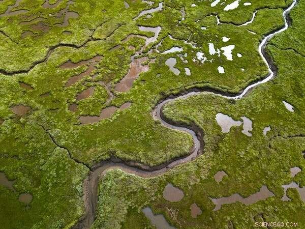 Why Coastal Habitat Restoration Can t Offset Carbon Emissions: A Climate Reality Check