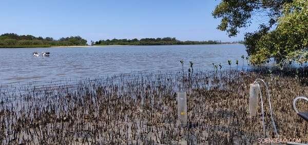 Why Coastal Habitat Restoration Can t Offset Carbon Emissions: A Climate Reality Check
