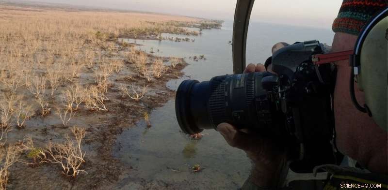Climate Change Devastates 40 Million Australian Mangroves in 2015 - Why They Likely Won’t Rebound