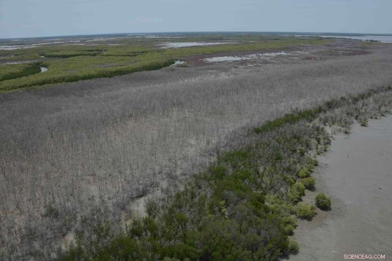 Climate Change Devastates 40 Million Australian Mangroves in 2015 - Why They Likely Won’t Rebound