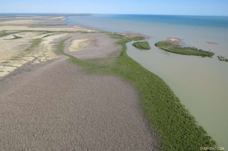 Climate Change Devastates 40 Million Australian Mangroves in 2015 - Why They Likely Won’t Rebound
