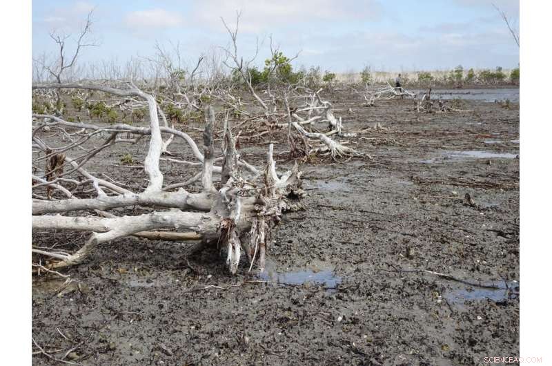 Climate Change Devastates 40 Million Australian Mangroves in 2015 - Why They Likely Won’t Rebound