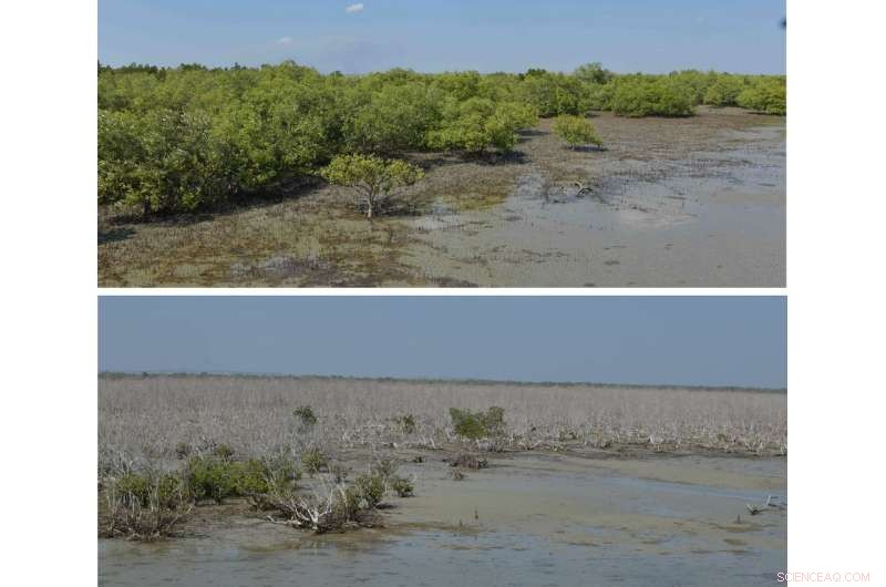Climate Change Devastates 40 Million Australian Mangroves in 2015 - Why They Likely Won’t Rebound
