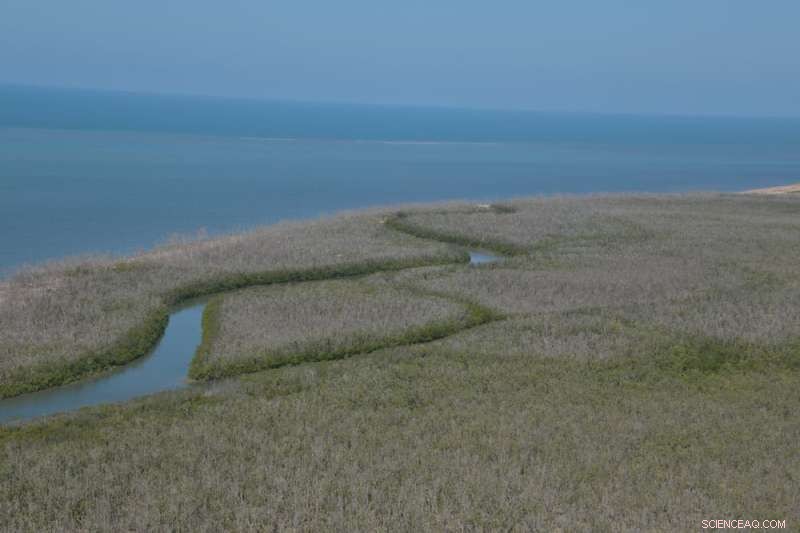 Climate Change Devastates 40 Million Australian Mangroves in 2015 - Why They Likely Won’t Rebound