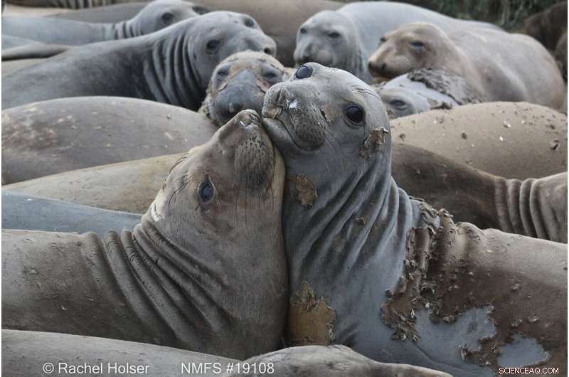 Elephant Seal Sensors Reveal New Insights into the North Pacific Blob Heatwave