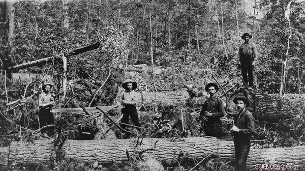 How Logging in Michigan’s Huron‑Manistee Forests Erased 8,000 Years of Carbon in Just a Few Generations