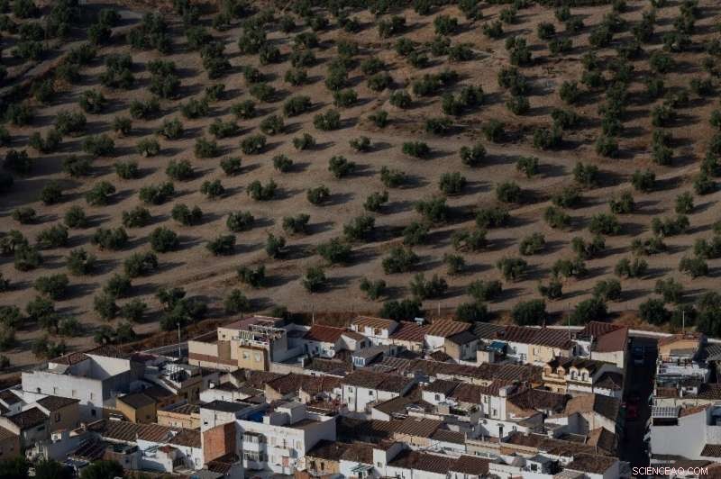 Severe Drought Endangers Spain s Olive Harvest