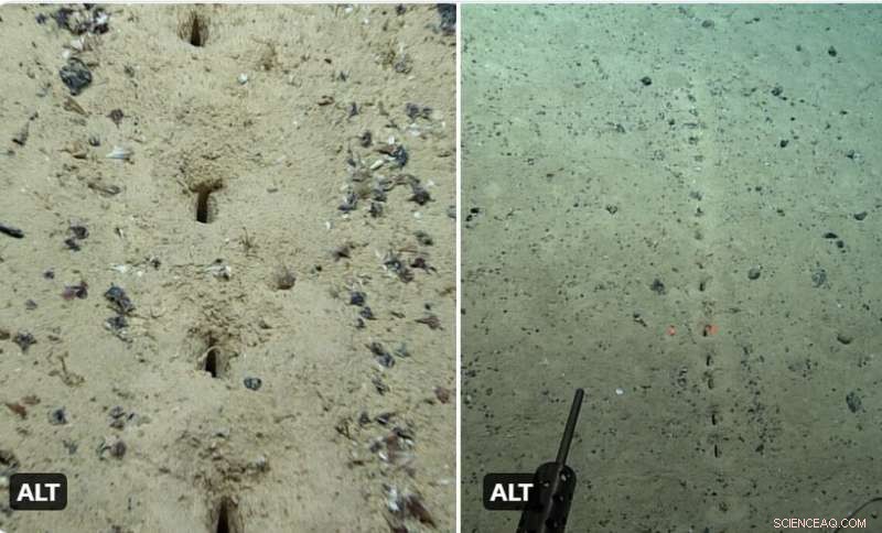 NOAA Discovers Human‑Like Hole Patterns on Mid‑Atlantic Ocean Floor