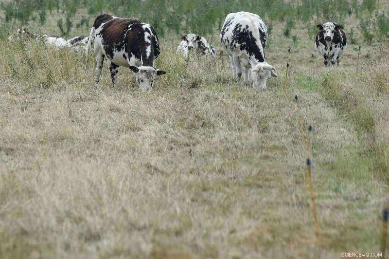 France Battles Severe Drought Amid Record-Breaking Heatwave