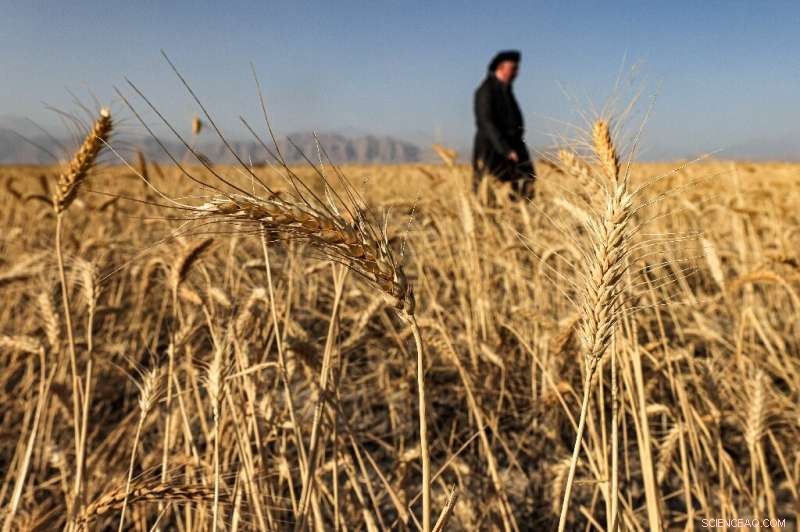 Iraqi Kurd Farmers Struggle as Lake Dukan Dwindles Amid Drought