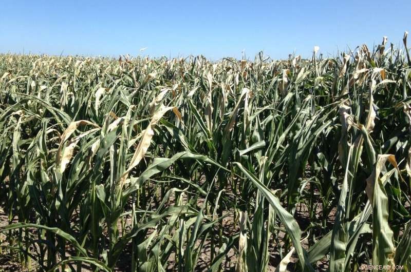 How Desert Regions Can Predict Climate Change Impacts on Temperate Zones