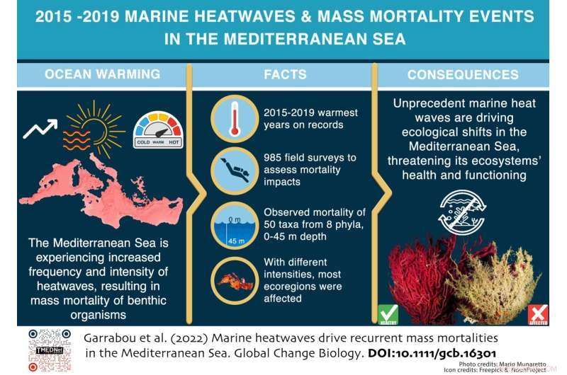 Marine Heatwaves Trigger Repeated Mass Mortalities in the Mediterranean—A Growing Threat