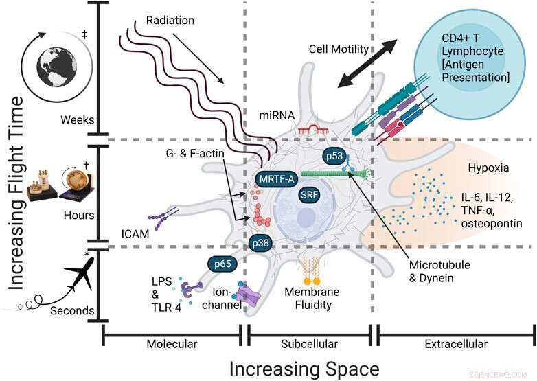 Cornell Undergraduate Proposes New Theory on Space-Induced Immune Dysfunction