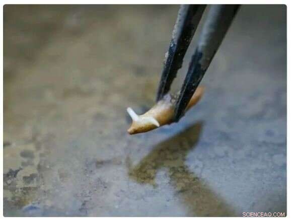 Chinese Astronauts Grow Rice Successfully on Tiangong Space Station