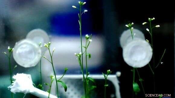 Chinese Astronauts Grow Rice Successfully on Tiangong Space Station