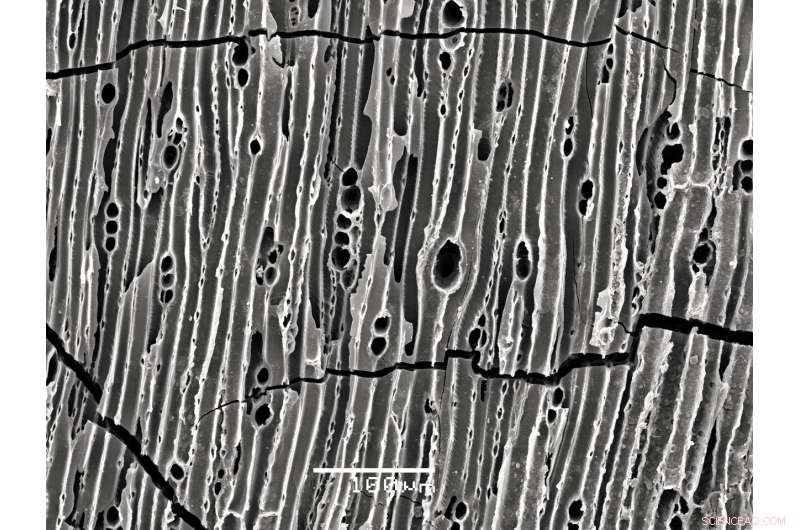 Forensic Analysis Pinpoints Asteroid Impact Sites in Estonia, Poland, and Canada