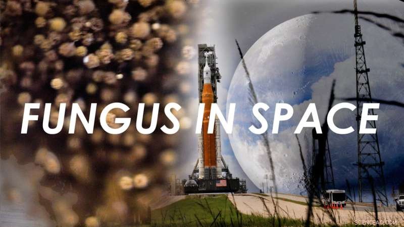 Fungal Study Set to Launch on Artemis I Mission