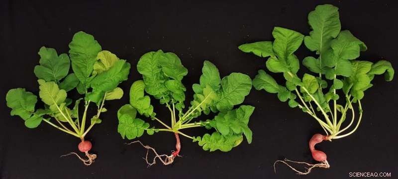 Growing Alfalfa on Martian-Style Soil: Bacterial Biodesalination and Basalt for Sustainable Agriculture