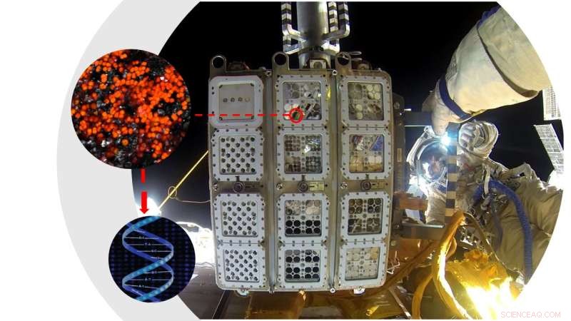 ISS Conducts Advanced Experiments on Organisms and Materials in Space