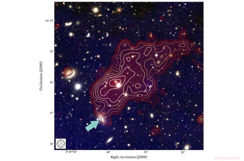 Unexpected Radio Sources Detected in Distant Galaxy Cluster Prompt New Insights
