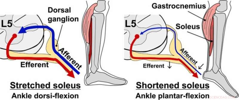 Impact of Microgravity on Astronaut Muscle and Neural Function