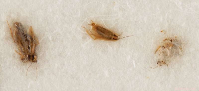 NASA Seeks Return of Apollo 11 Moon Dust and Sampled Cockroaches