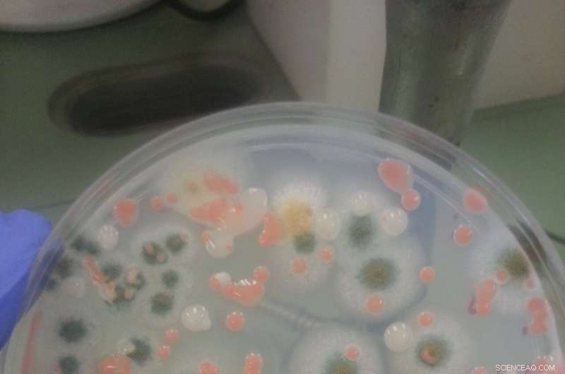 Innovative Self‑Cleaning Surfaces for Spacecraft to Neutralize Microbial Threats