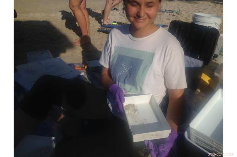 The Origin of Hawaiian Box Jellies: How Lunar Cycles Guide Their Migration