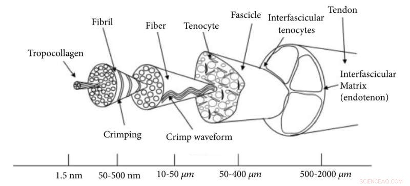 Leveraging Advanced Robotics to Bridge the Translational Gap in Tendon Engineering – A Comprehensive Review