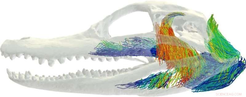 Harnessing AI for Precise 3D Modeling of Jaw Musculature: From Traditional Dissection to Digital Innovation