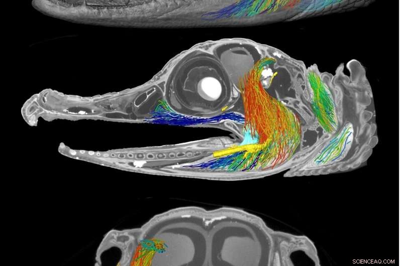 Harnessing AI for Precise 3D Modeling of Jaw Musculature: From Traditional Dissection to Digital Innovation