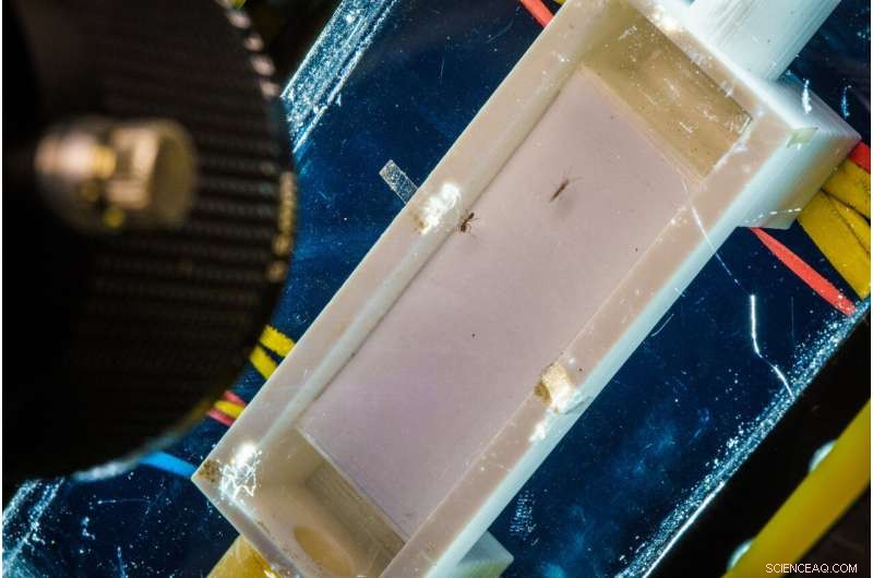 Simplifying the Physics of Multi-Legged Walking: Slithering Mechanics Explained