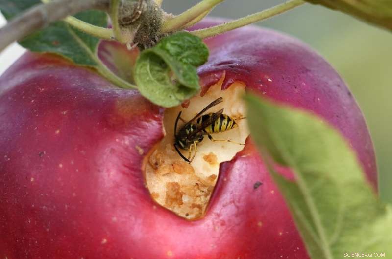 Sweet Return: German Farmer Combines Solar Power with Organic Apple Orchard