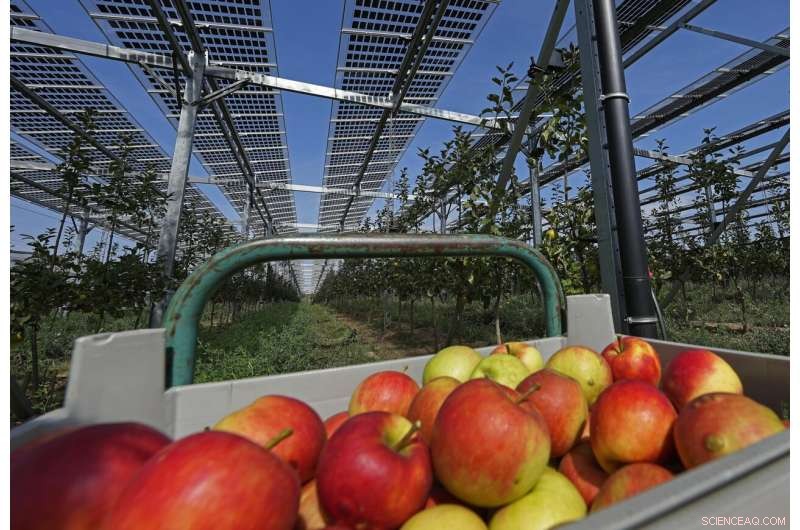 Sweet Return: German Farmer Combines Solar Power with Organic Apple Orchard