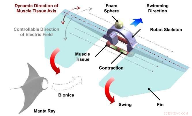 Manta‑Ray Inspired Bio‑Syncretic Robot Achieves Stable Control via Dynamic Electric Stimulation