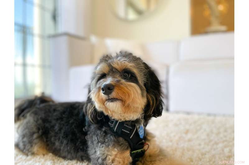 Georgia Tech Launches Smart Pet Tracker That Pinpoints Your Dog’s Location in Real Time