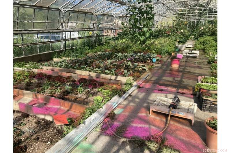 Solar Modules Enable Self‑Sustaining Greenhouses Powered by Voltiris Technology