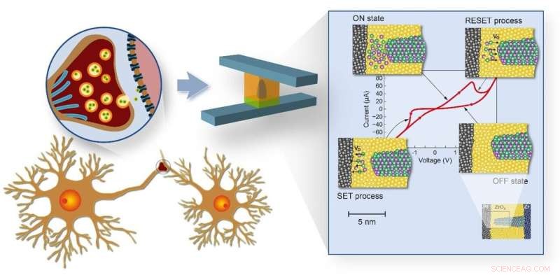 Solid‑State Memory in Neuromorphic Circuits: Synapse Models with Memristive Redox Devices