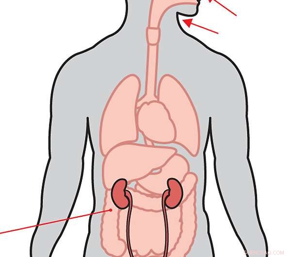 Revolutionary Slender Snake‑Like Robot Offers Surgeons New Life‑Saving Techniques